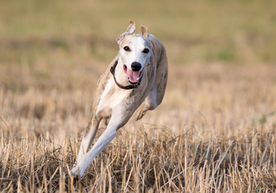 WhippetDragoNika400shutterstock_128175305