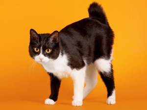 Bobtaildien400shutterstock_75935506