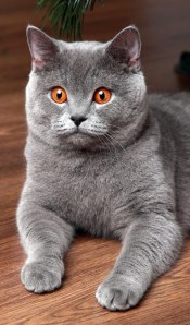 BtiyishBlueMaryna_Kulchytska400shutterstock_166082120