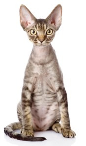 DevonRexErmolaev_Alexander400shutterstock_137216936