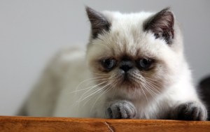 Himalayanandyyick400shutterstock_142623565