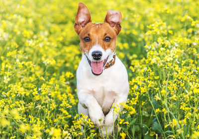 Image Credit: Smit / Shutterstock.com