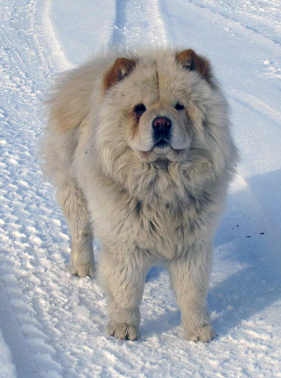 ChowChowWikipedia400AuthorPeretzPartenskyCreativeCommonsAttribution-ShareAlike20GenericLicense1