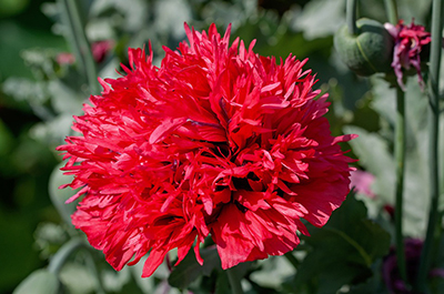Carnation400
