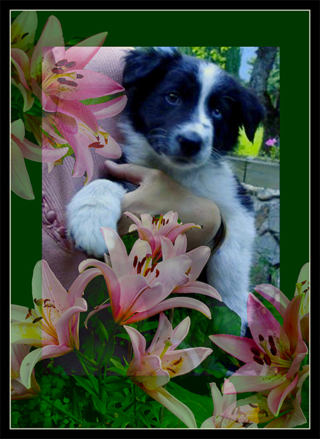 DancerGenie'sBorderCollie