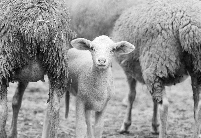 sheep-1684536_960_720