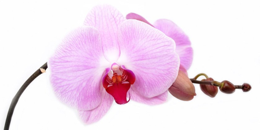 orchid-165218_960_720
