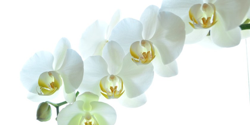 orchids-2718424_960_720