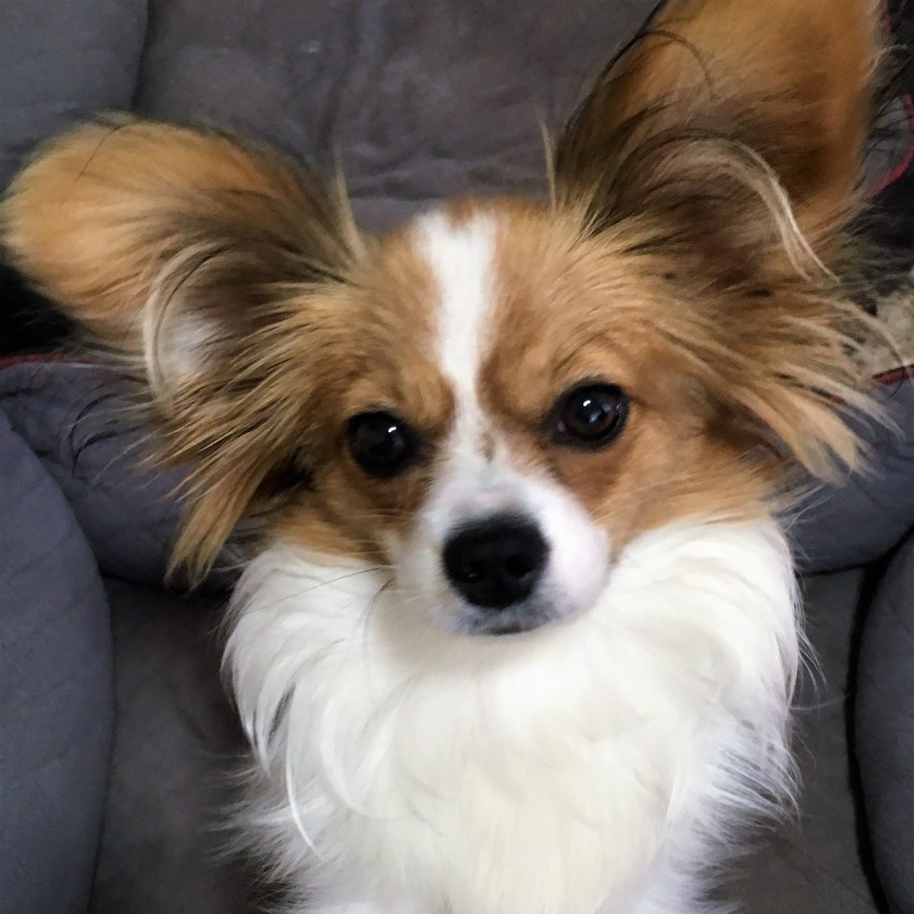 PebbleNov2017800x800