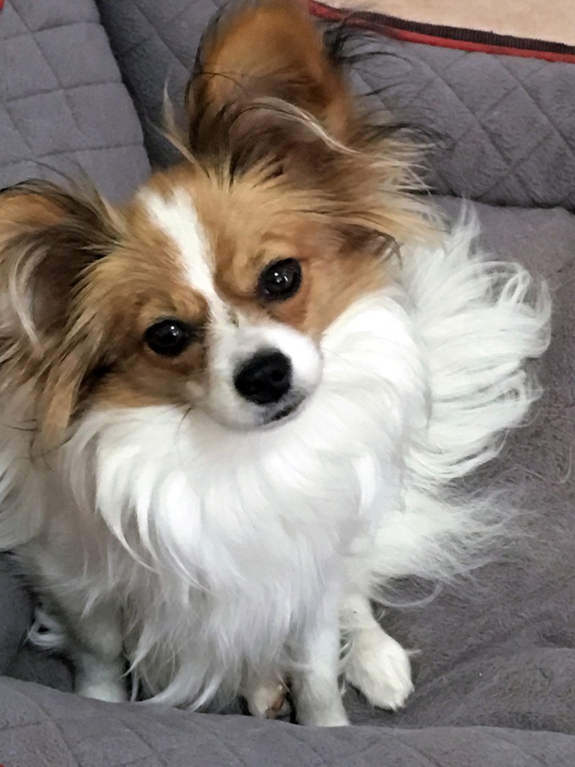 PebbleNov2017IMG_1083